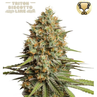Seedstockers Superior Triton Biscotto Lime AUTO semena neobsahují THC 3 ks