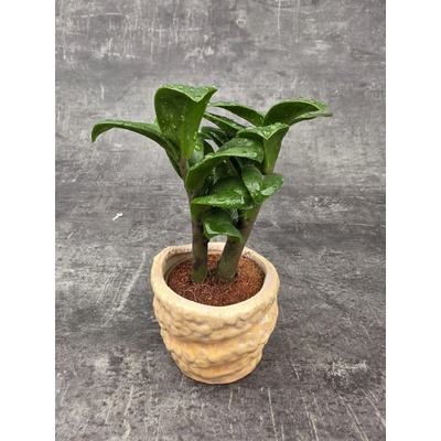 Zamioculcas Zamiifolia Zenzi mini