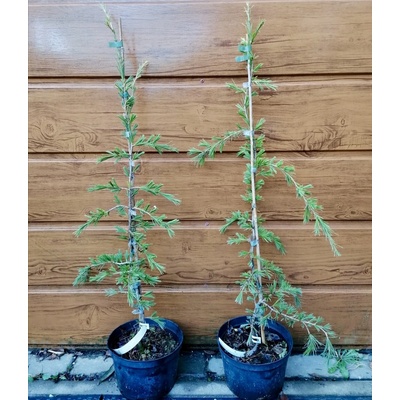 Céder himalájsky (Cedrus deodara ´Albospica´) veľkosť 80-100cm