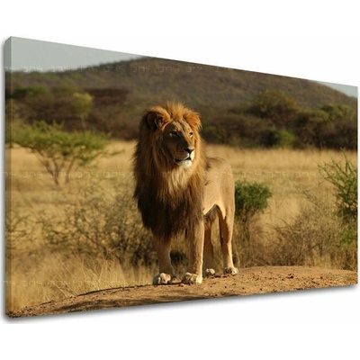 Obraz na stenu ZVIERATÁ - 20x30 cm