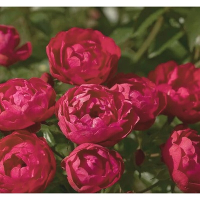 Polyantha růže – červená