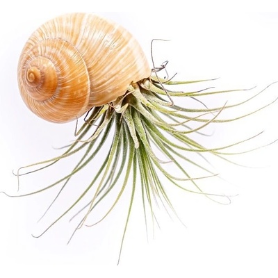 Gardners Šnek s Tillandsií ionantha Tillandsie, kykatka