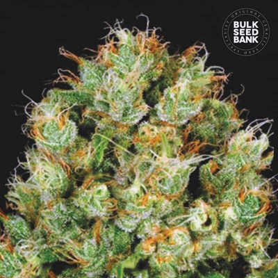 Bulk Seed Bank Sour Diesel semienka neobsahujú THC 100 ks