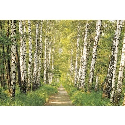 Decor SD301 Fototapeta břízy fototapety Birkenwald Sunny rozměr 368 cm x 254 cm