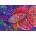 Enjoy - Puzzle Floating Mushrooms - 1 000 piese