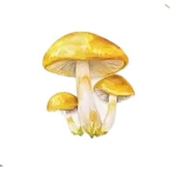 Samolepky - houby V (sada 5 ks)