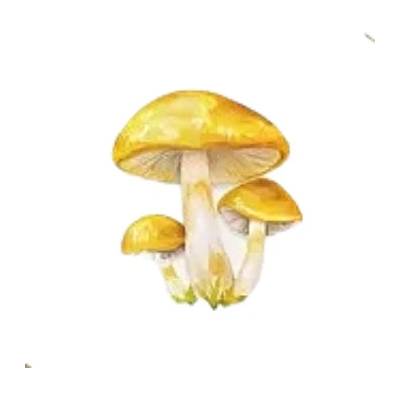 Samolepky - houby V (sada 5 ks)