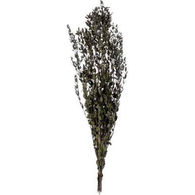 Parvafolia