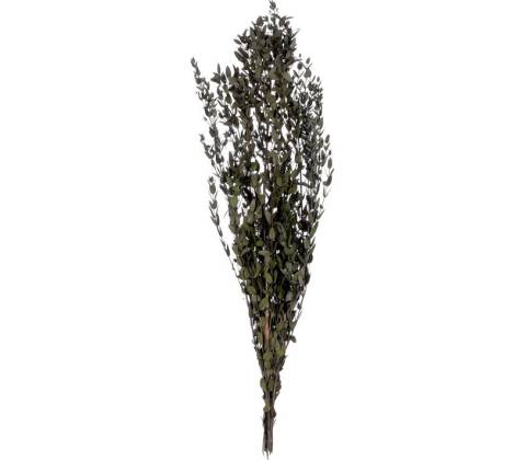 Parvafolia