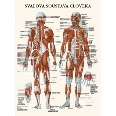 Schéma - Svalová sústava človeka
