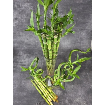 LUCKY BAMBOO 45 cm spiral