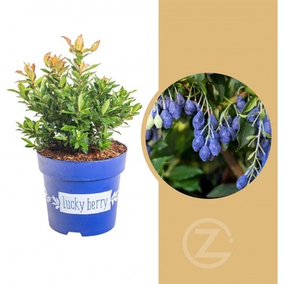 Kanadská borůvka, Vaccinium corymbosum Luckyberry, velikost kontejneru 4.6 l