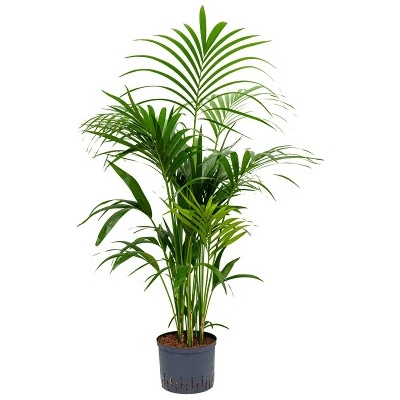 Kentia (howea) forsteriana Tuft 25/19 výška 140 cm