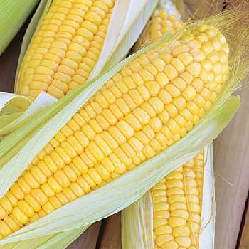 Image 1 of Флориан Царевица Сладка Роялти f1