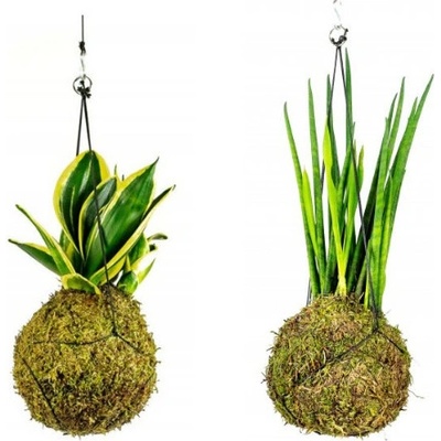 Gardners Set Kokedam Sansevieria (M) Sanseveria, Tchýnin jazyk, Tenura