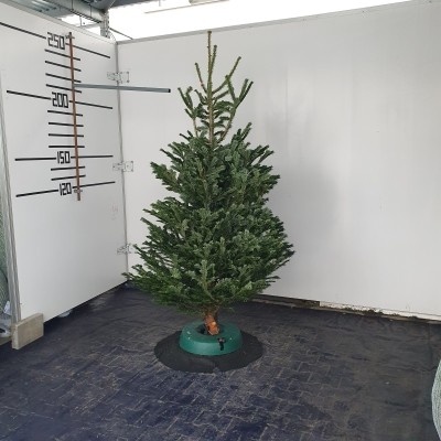 Živý vianočný stromček normandská jedľa 2.triedy zelený 200-225cm