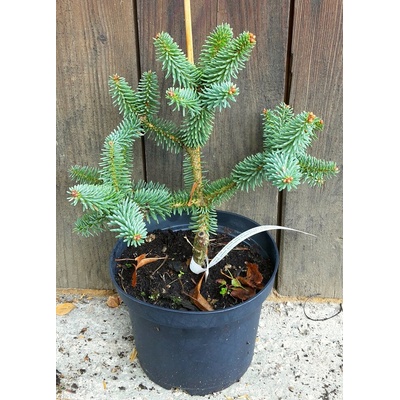 Jedľa španielska (Abies pinsapo ´Horstmann´) veľkosť 20cm