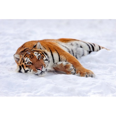 DIMEX ART Флизелинов фототапет тигър в снега 375 x 250 см