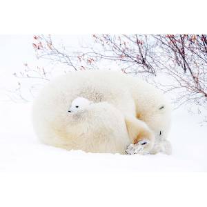 DIMEX ART Флизелинов фототапет полярни мечки 375 x 250 см