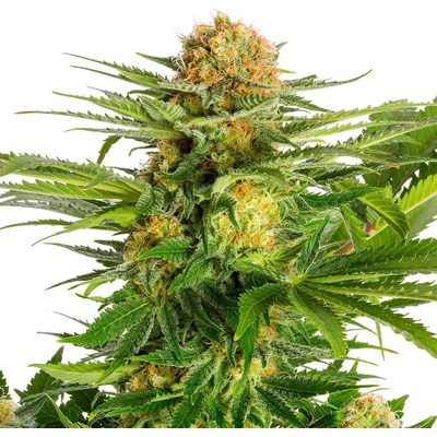 Kannabia Seeds White Domina semienka neobsahujú THC 100 ks
