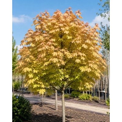 Javor horský (Acer pseudoplatanus) ´BRILLIANTISSIMUM´ – výška 120–130 cm, kont. C5, na kmienku