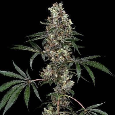 White Label Chemberries semena neobsahují THC 3 ks
