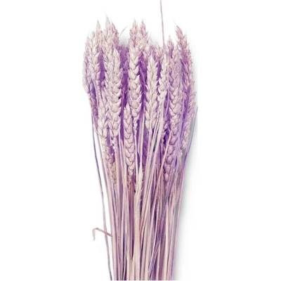 NOHEL GARDEN Sušená dekorácia Triticum - pšenica fialová 40 g