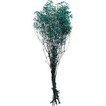 Gypsophila