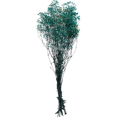 Gypsophila
