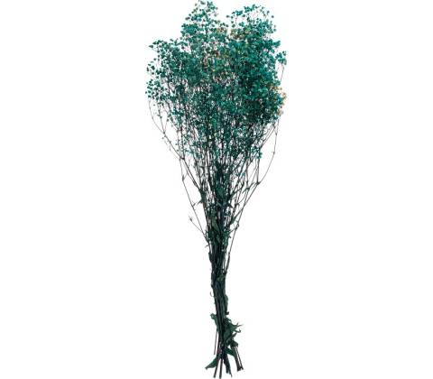 Gypsophila