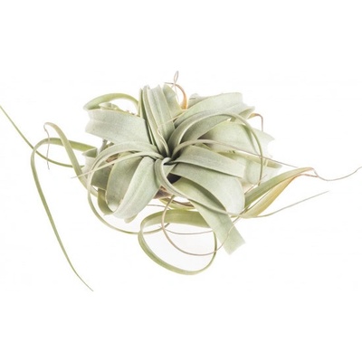 Tilandsie, Tillandsia xerographica