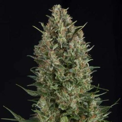 Pyramid Seeds Wembley semena neobsahují THC 5 ks