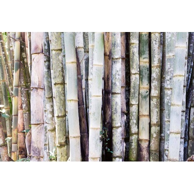 DIMEX ART Флизелинов фототапет детайли от бамбуковата гора 375 x 250 см