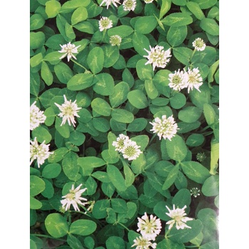 Image 1 of Бяла детелина