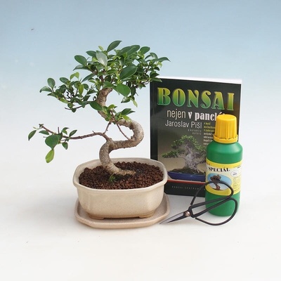 e-bonsai Pokojová bonsai sada