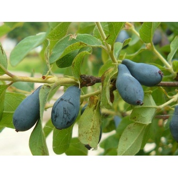 Zemolez kamatsk Atut 20-30cm - Lonicera kamtschatica kont. 1,5 l -  Heureka.sk