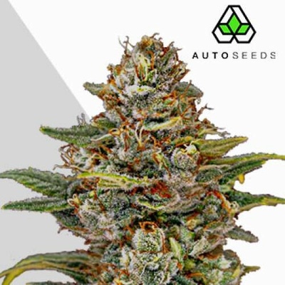 Auto Seeds OG Kush Autosemena neobsahují THC 3 ks