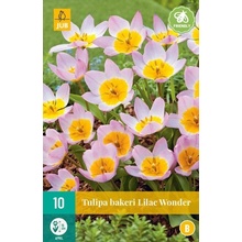 JUB HOLLAND Cibule tulipánu Tulipa 'Bakeri Lilac Wonder' - 10 kusů