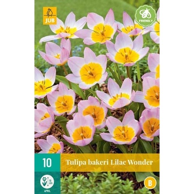 JUB HOLLAND Cibule tulipánu Tulipa 'Bakeri Lilac Wonder' - 10 kusů