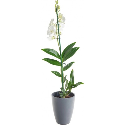 Orchidej Sa Nook