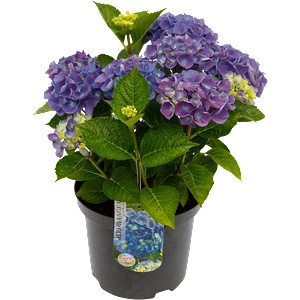  Хортензия Macrophylla Purple