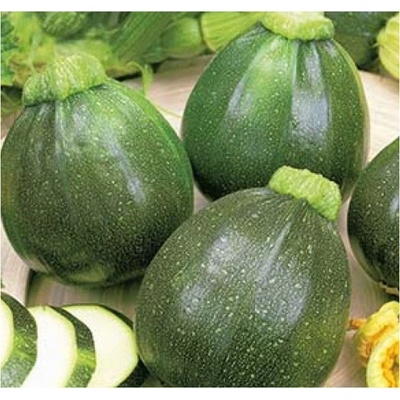 Cuketa Eight Ball F1 - Cucurbita pepo - semená cukety - 4 ks