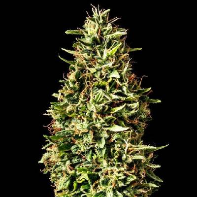 Kannabia Seeds Runtz AUTO semena neobsahují THC 25 ks