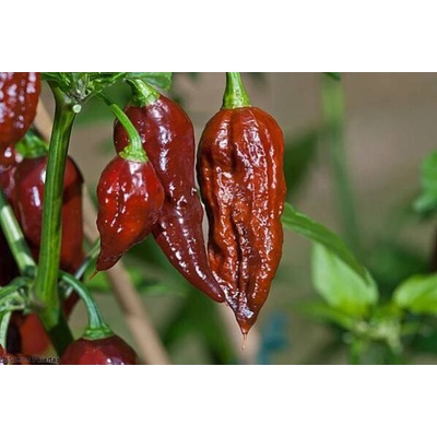 CHILLIMAT Chilli semena Bhut Jolokia Chocolate 10 ks