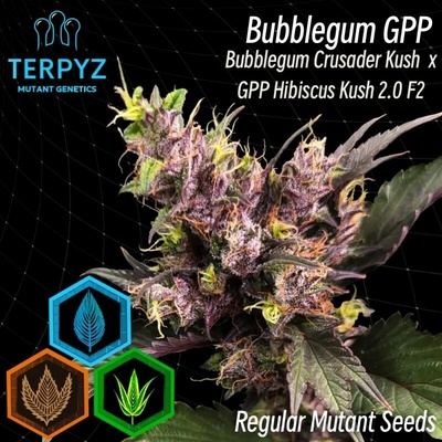 TerpyZ Mutant Genetics Bubblegum GPP regular semienka neobsahujú THC 10 ks