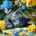 Ideyka Painting by numbers 40 x 40 cm KHO6795 Blue-eyed kitten AP0098