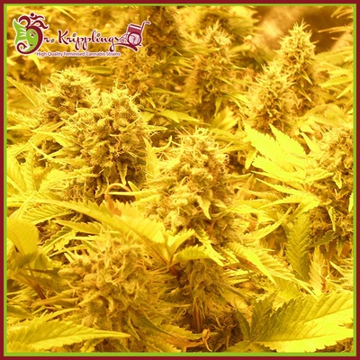 Dr. Krippling Seeds Choc-Matic AUTO semena neobsahují THC 5 ks