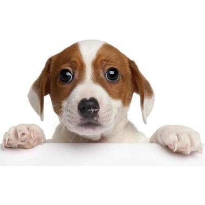 (B) 3D pohľadnica Jack Russell
