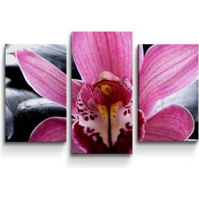 Sablio Obraz - 3-dílný Růžová orchidea - 75x50 cm