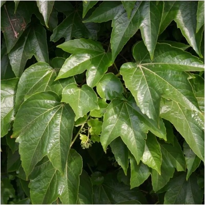 Parthenocissus tricuspidata 'Veitchii' 60/+ RP2L